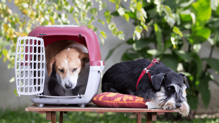 caixa para transporte de cachorro