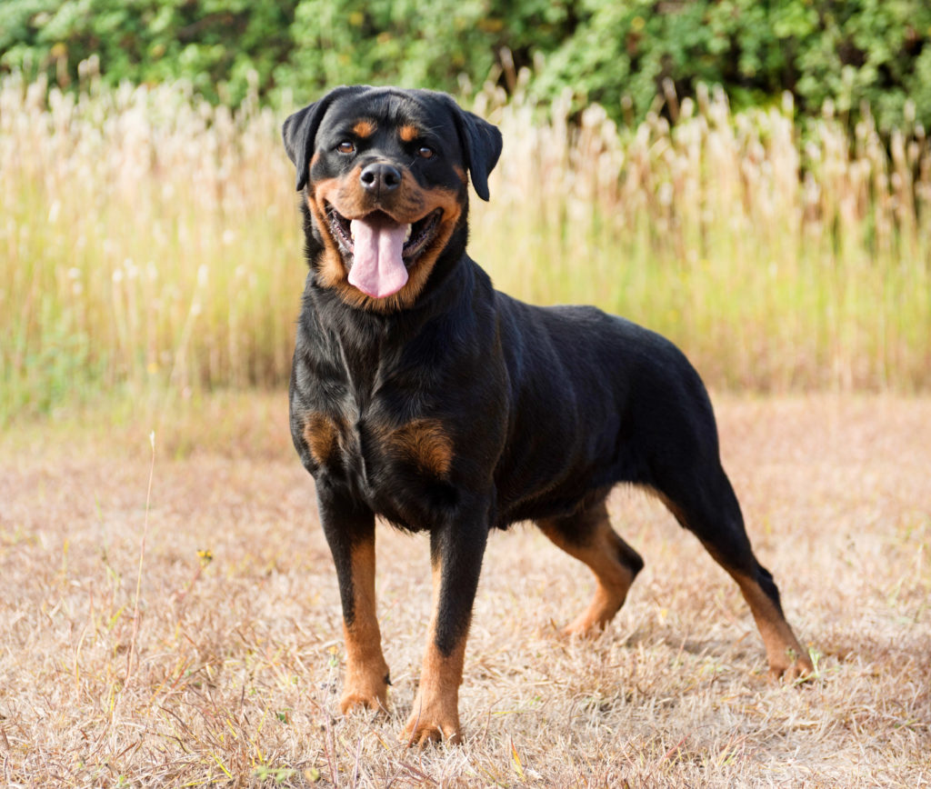 cães de guarda