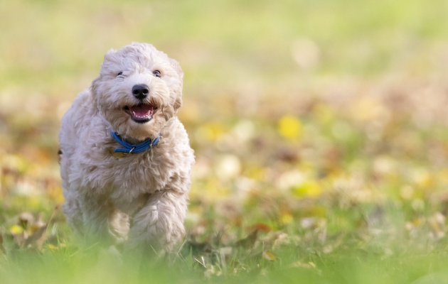 Aprenda a como acalmar um cachorro agitado