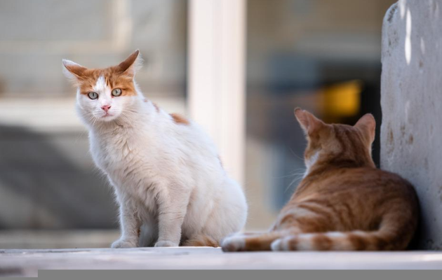 Como acontece a transmissão de FIV e FeLV em gatos