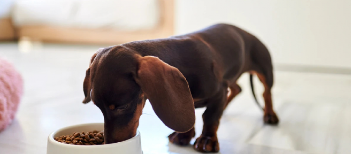 Alimentação para cães