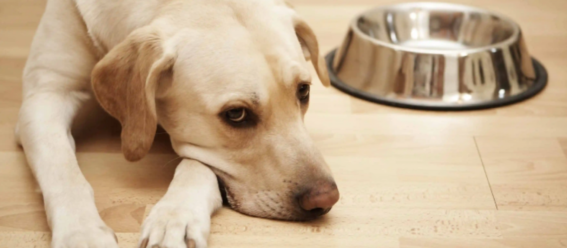 Cachorro sem querer comer