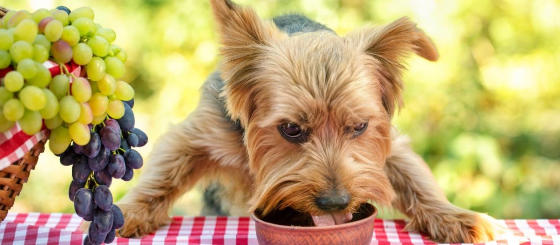 alimentação natural para cães