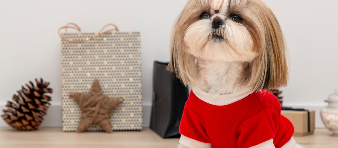 beautiful-shih-tzu-dog-wearing-red-christmas-sweater