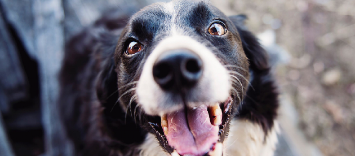 Aprenda a como acalmar um cachorro hiperativo