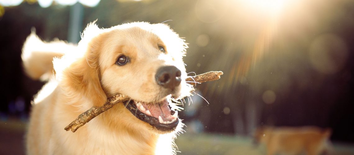 dicas-para-acabar-com-a-queda-de-pelo-de-cachorro