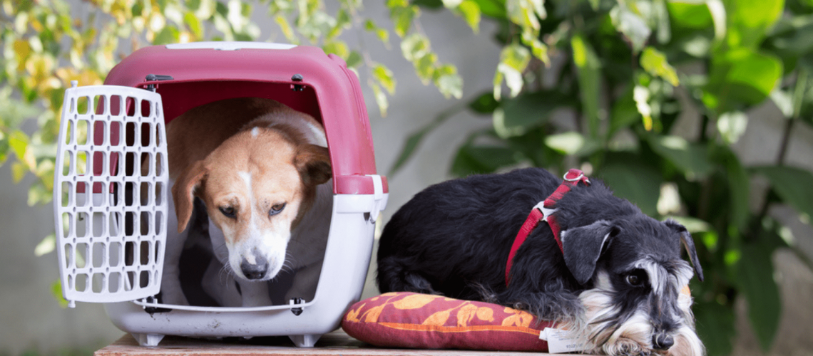 caixa para transporte de cachorro